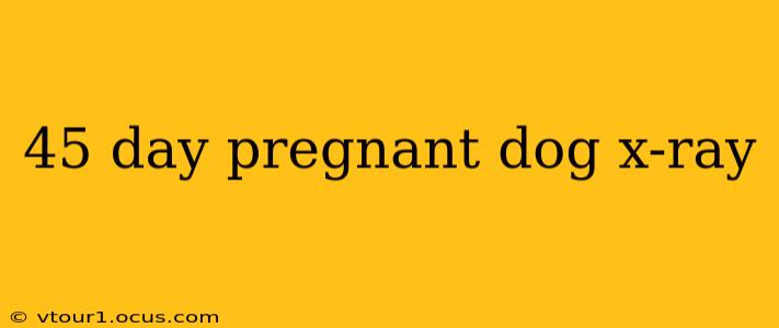45 day pregnant dog x-ray