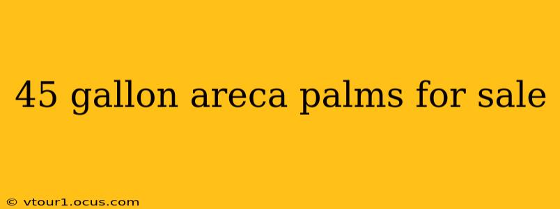45 gallon areca palms for sale