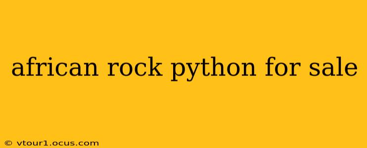 african rock python for sale