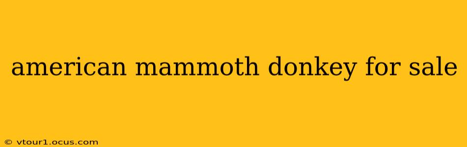 american mammoth donkey for sale