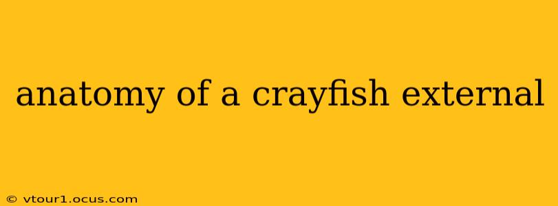 anatomy of a crayfish external