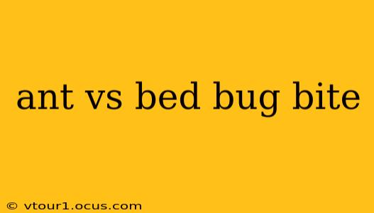 ant vs bed bug bite