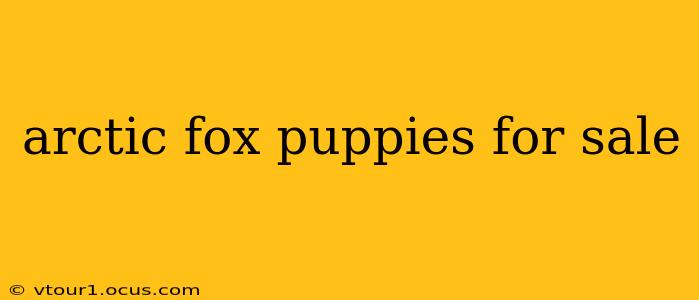 arctic fox puppies for sale