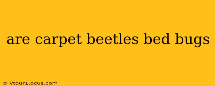 are carpet beetles bed bugs