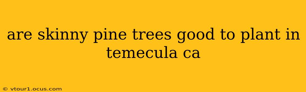 are skinny pine trees good to plant in temecula ca