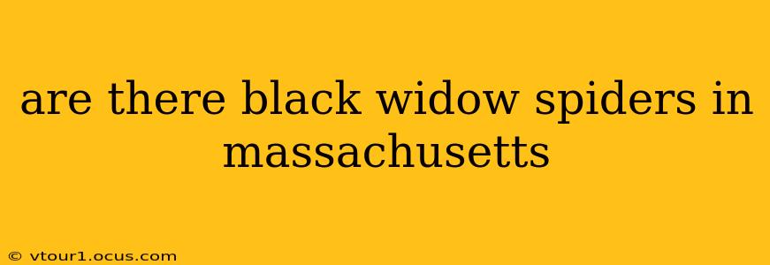 are there black widow spiders in massachusetts