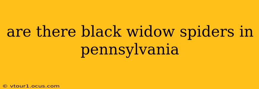 are there black widow spiders in pennsylvania