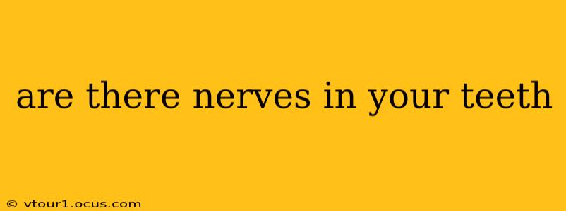 are there nerves in your teeth