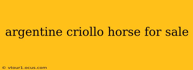 argentine criollo horse for sale