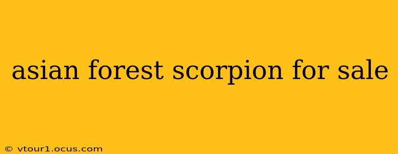 asian forest scorpion for sale