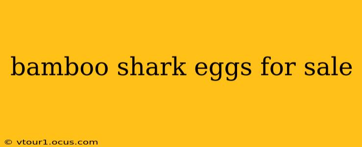 bamboo shark eggs for sale