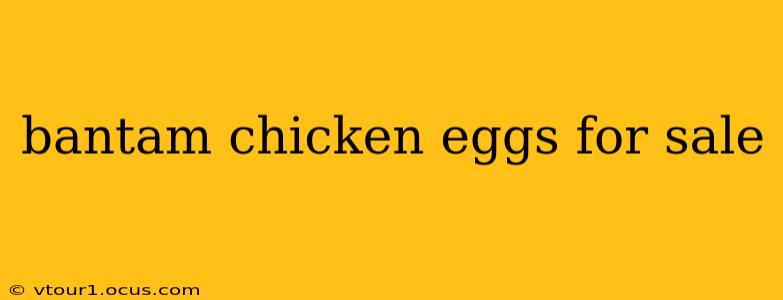 bantam chicken eggs for sale