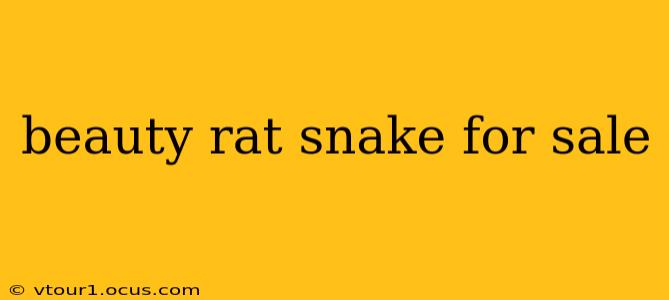 beauty rat snake for sale