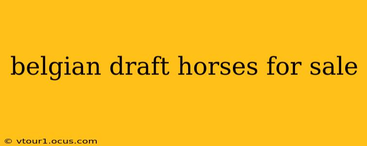 belgian draft horses for sale