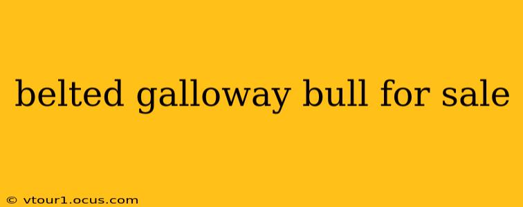 belted galloway bull for sale