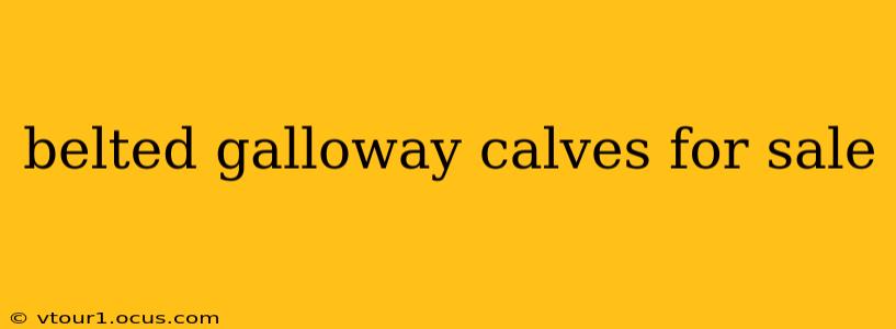 belted galloway calves for sale