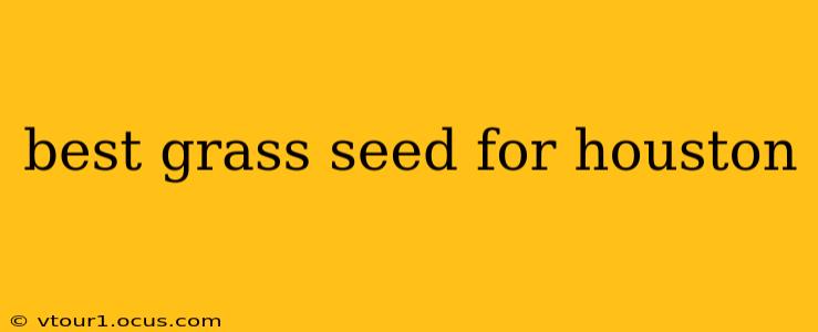 best grass seed for houston