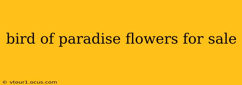 bird of paradise flowers for sale