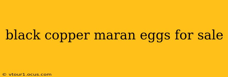 black copper maran eggs for sale