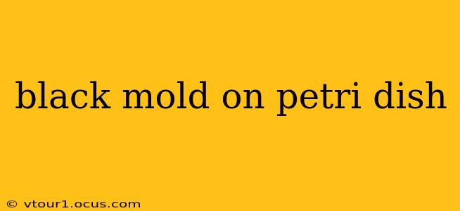black mold on petri dish