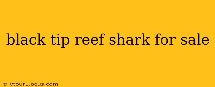 black tip reef shark for sale