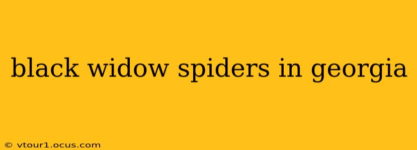 black widow spiders in georgia