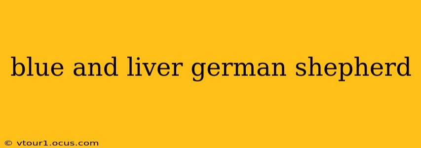 blue and liver german shepherd