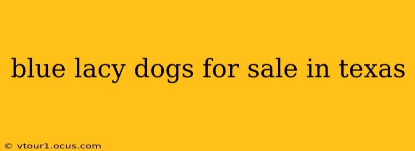blue lacy dogs for sale in texas