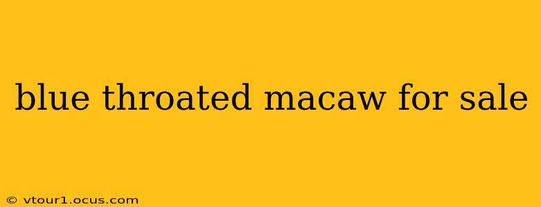 blue throated macaw for sale