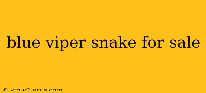 blue viper snake for sale