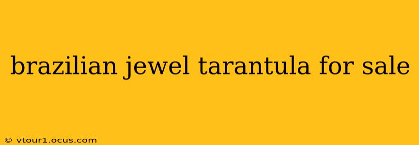 brazilian jewel tarantula for sale