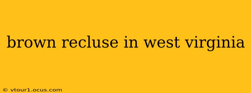 brown recluse in west virginia