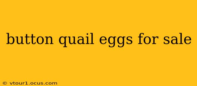 button quail eggs for sale