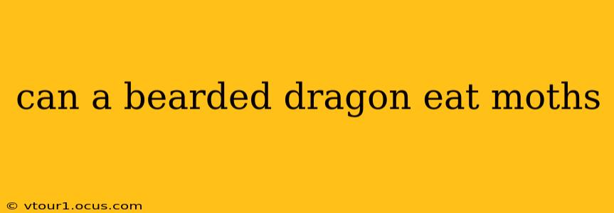 can a bearded dragon eat moths