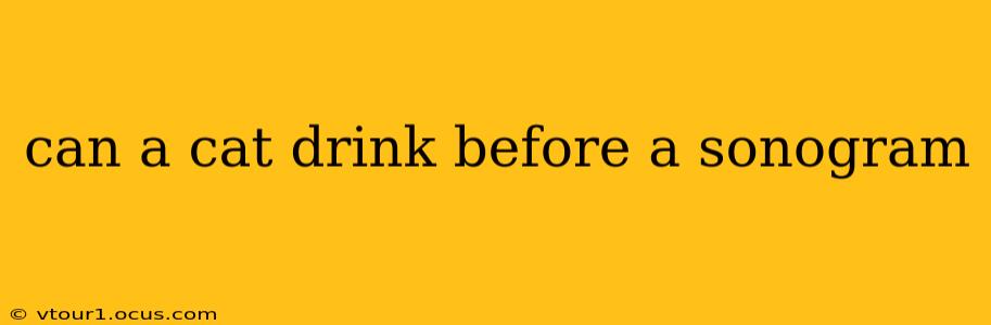can a cat drink before a sonogram
