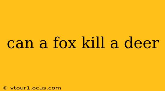 can a fox kill a deer