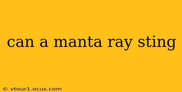can a manta ray sting