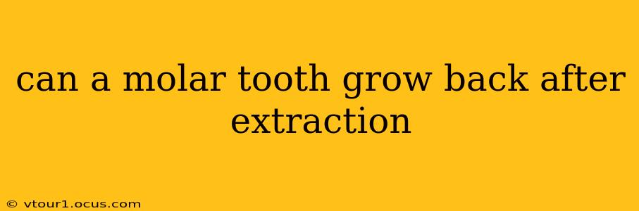 can a molar tooth grow back after extraction