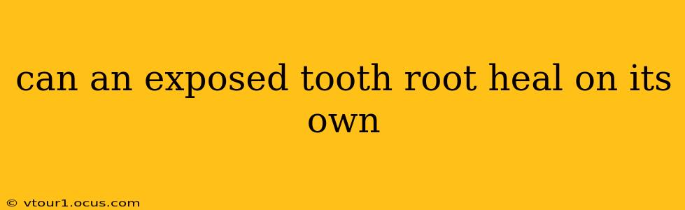 can an exposed tooth root heal on its own