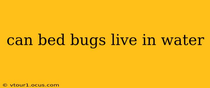 can bed bugs live in water