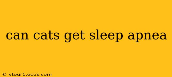 can cats get sleep apnea