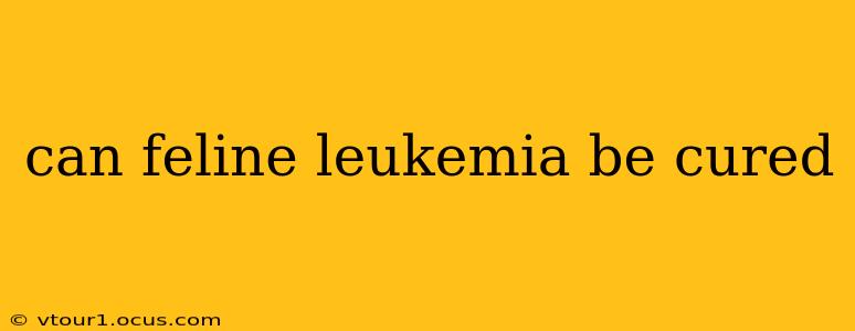 can feline leukemia be cured