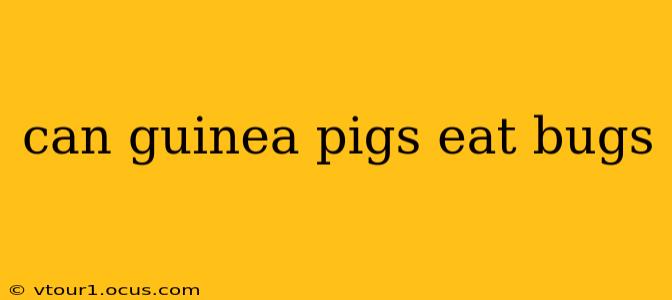 can guinea pigs eat bugs