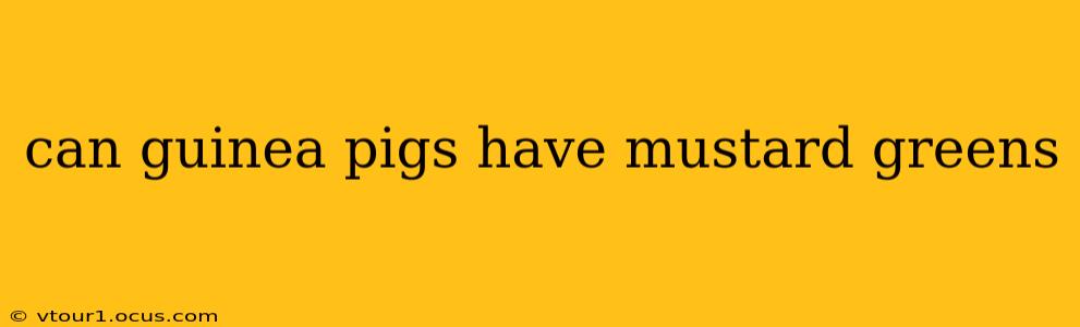 can guinea pigs have mustard greens