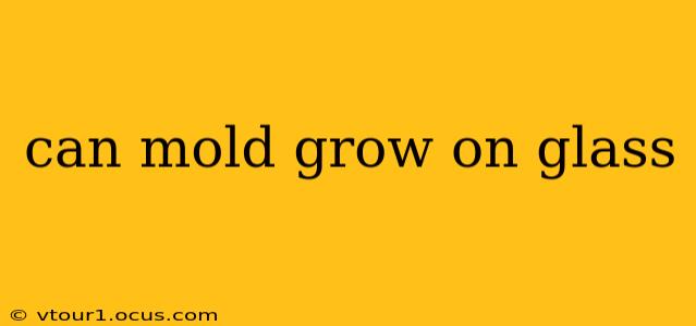 can mold grow on glass