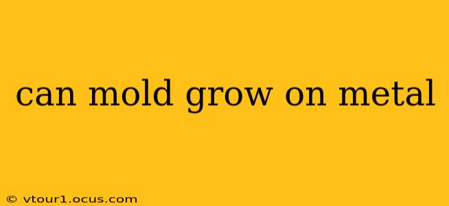 can mold grow on metal