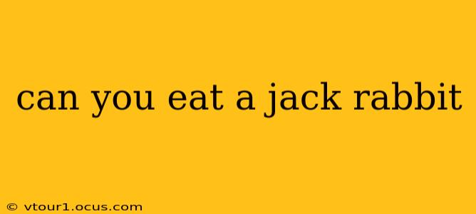 can you eat a jack rabbit