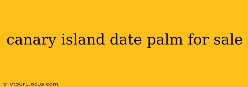 canary island date palm for sale