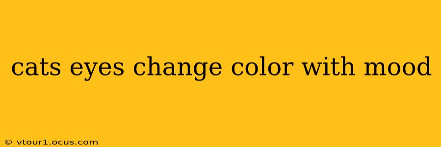 cats eyes change color with mood