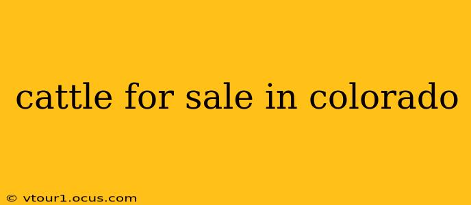 cattle for sale in colorado